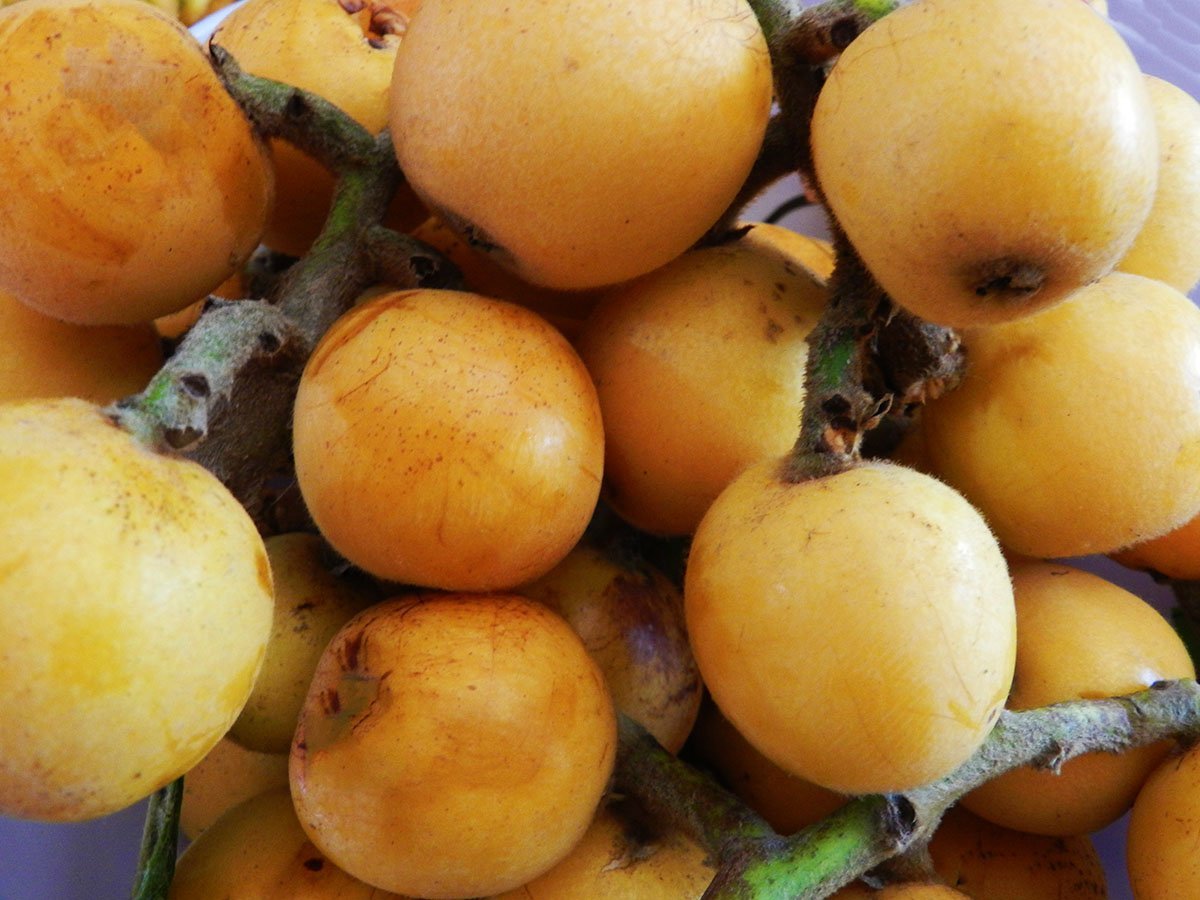 Marmellata di nespole