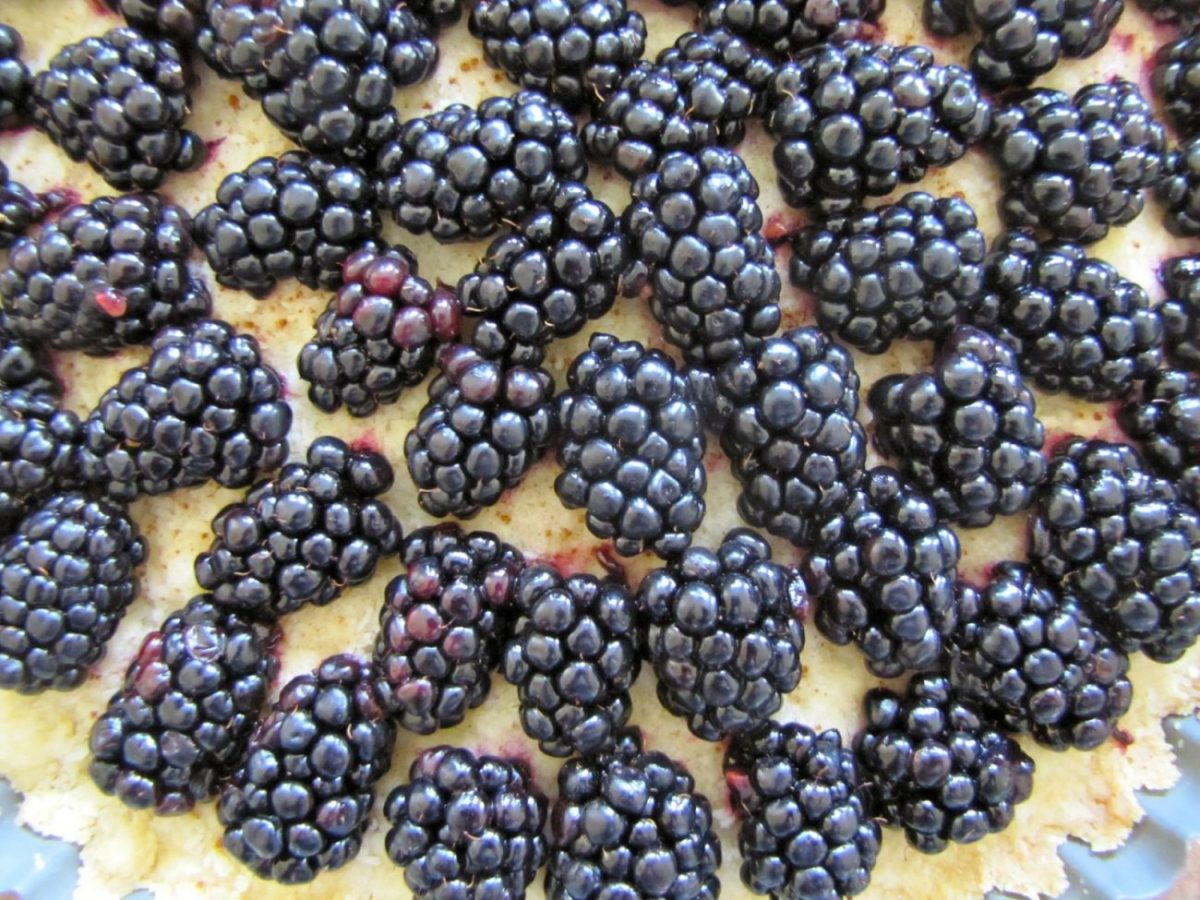 Crostatine di crema al limoncello e&nbsp;more