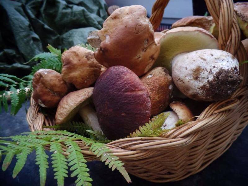 Fungo porcino di Borgotaro, prelibatezza dell’Appennino Parmense